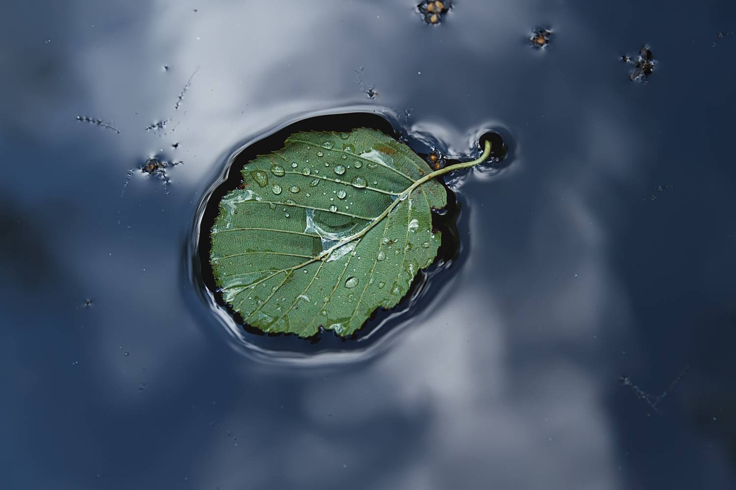 вода лист капли синий зеленый, Вера Ра