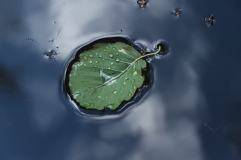 вода лист капли синий зеленый В стоячей воде фото превью