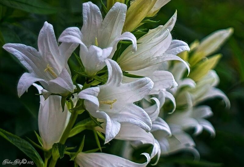 *** фото превью