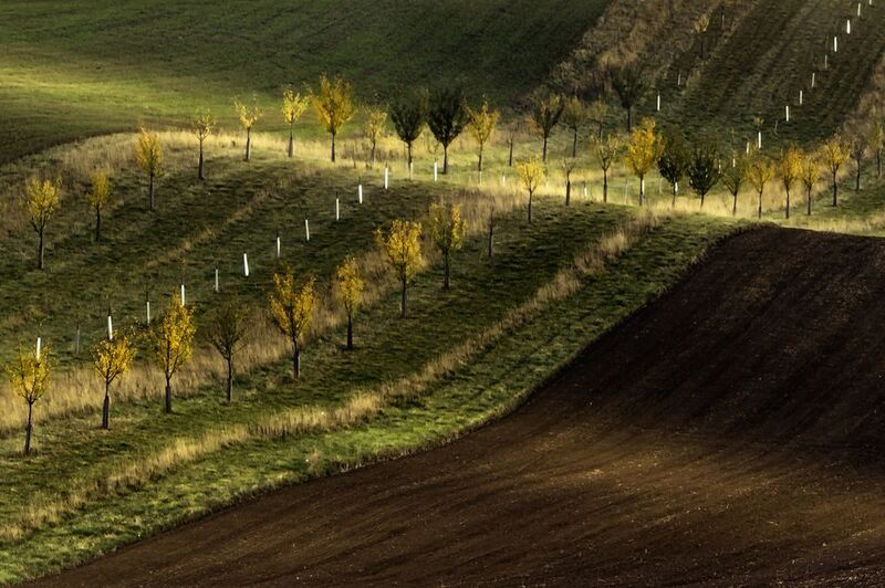 Rolling Field фото превью