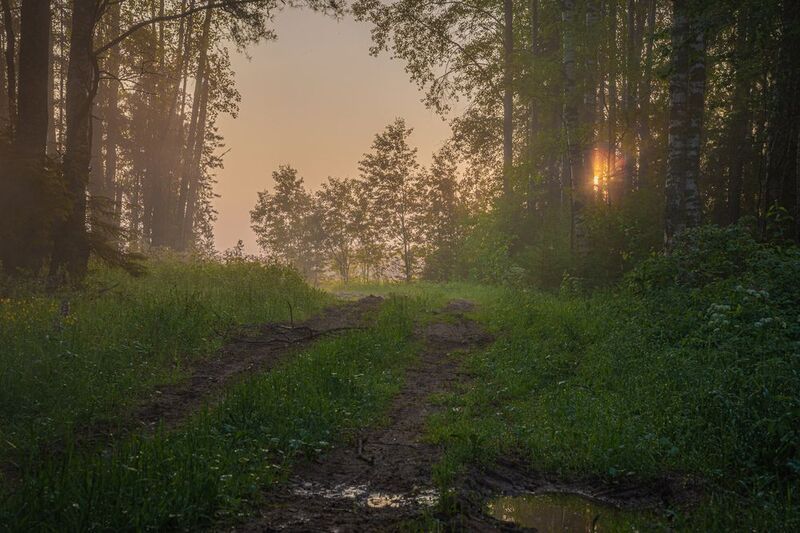Лесными дорогами фото превью