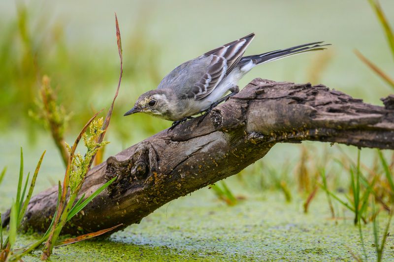 трясогузка, птицы, пернатые Охота фото превью