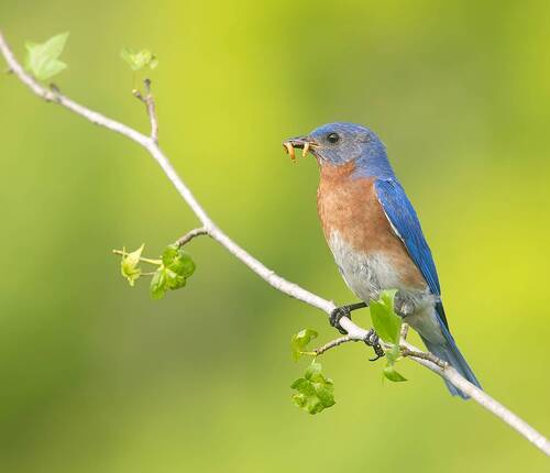 Eastern Bluebird male -Восточная сиалия самец