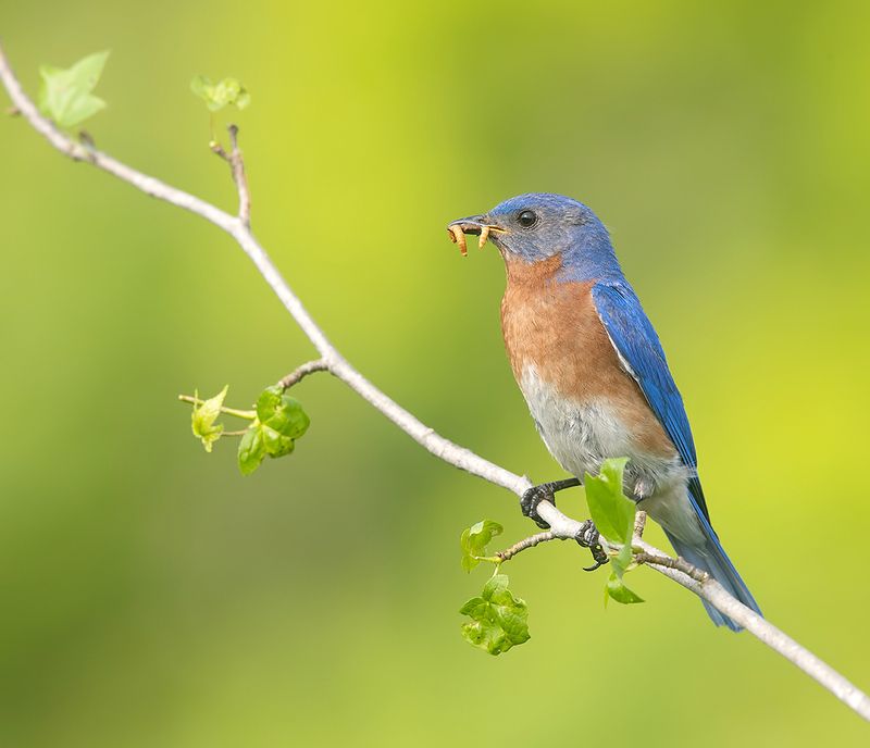 восточная сиалия, eastern bluebird,bluebird Eastern Bluebird male -Восточная сиалия самец фото превью
