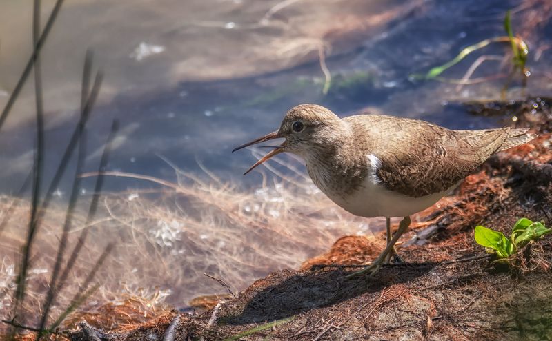 птица, кулик, перевозчик, река, иртыш, Перевозчик. (2 ФОТО) фото превью