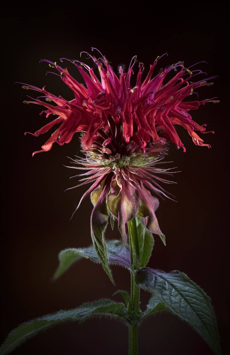 , Валентин Черновол