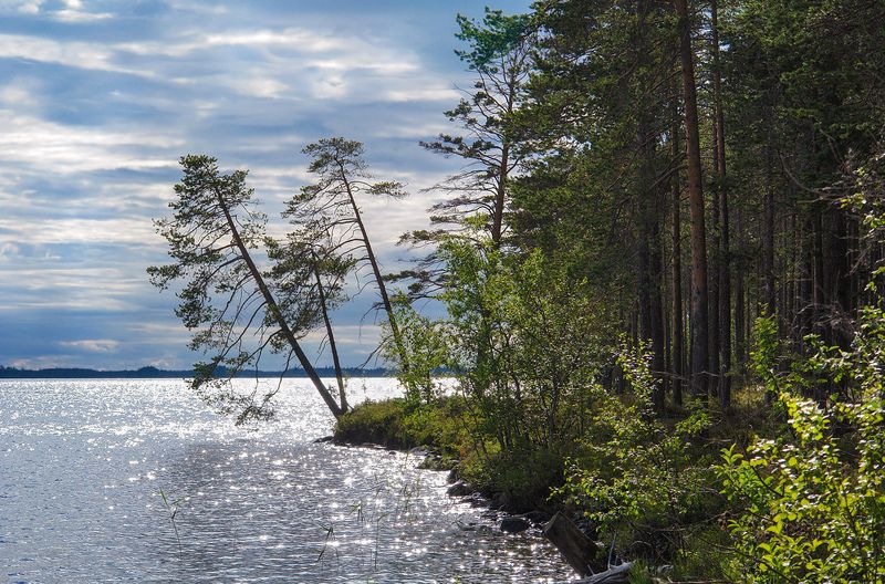 карелия, озеро кереть У озера. Вечереет фото превью