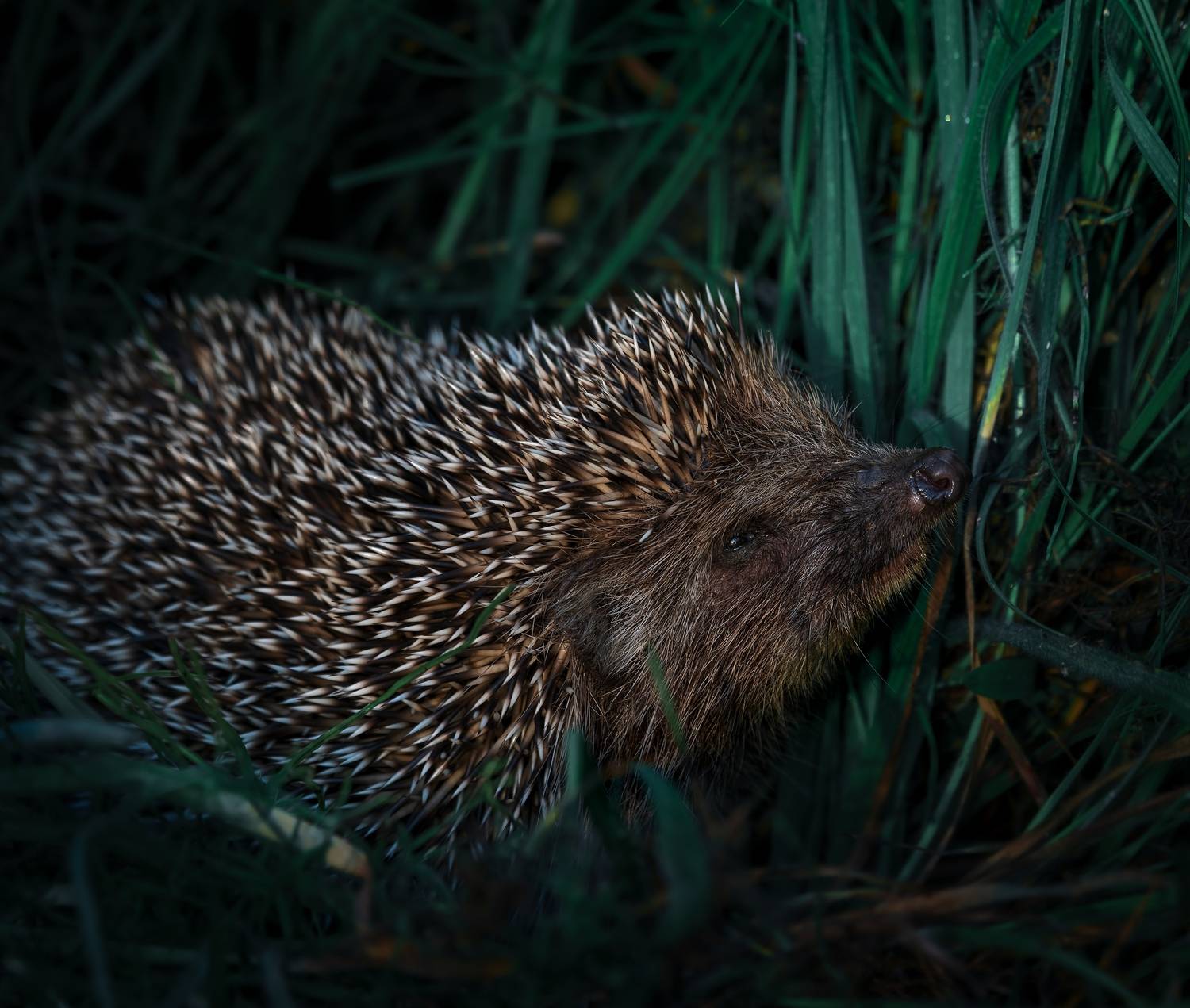 , Фото Александр
