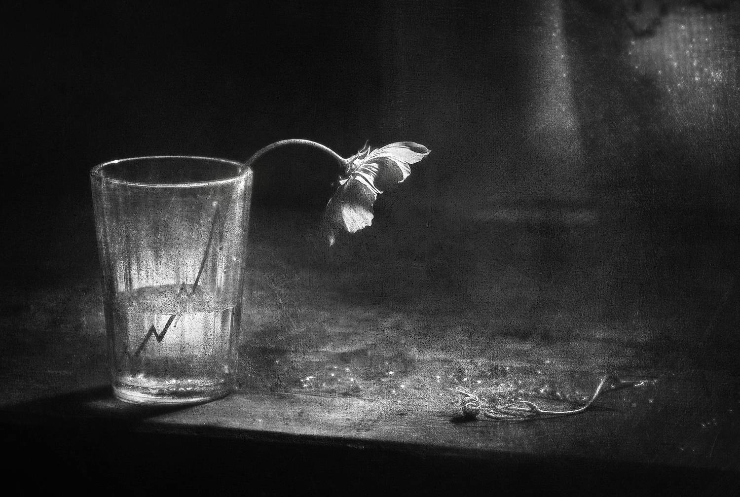 натюрморт, чёрно-белый, цветы, космея, лето, still life, black and white, b & w, Буглак Инна
