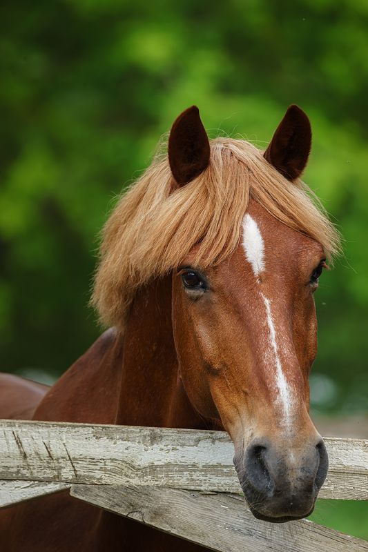 Лошадь фото превью