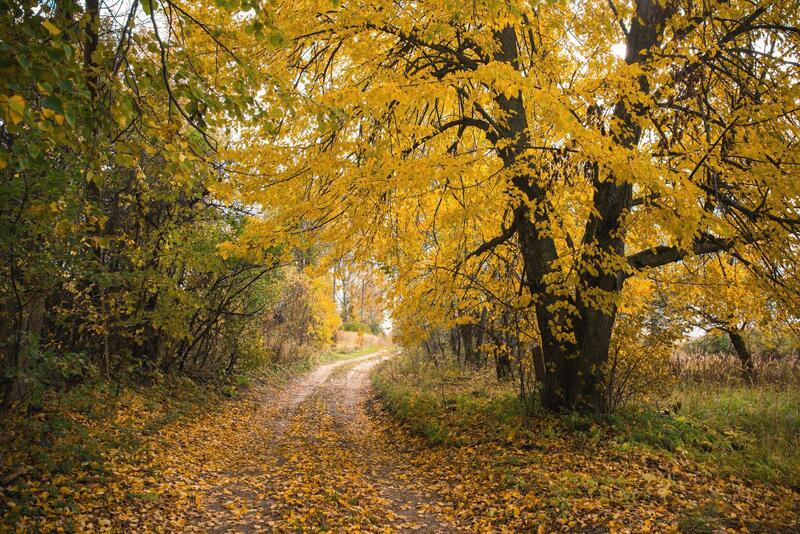природа, времена года, осень, золотая осень, осень в деревне, смоленская область, осенний пейзаж, дорога, листопад, желтые листья, nature, seasons, autumn, golden autumn, autumn in the village, smolensk region, autumn landscape, road, leaf fall, yellow le осень фото превью