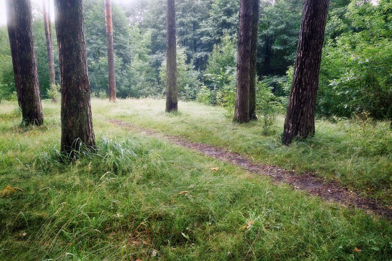 лес, деревья, листва, свет В летнем лесу фото превью