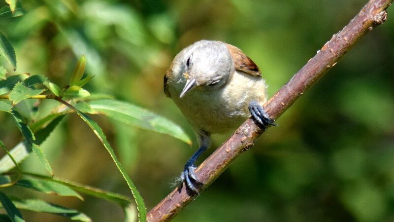 Кто там? фото превью