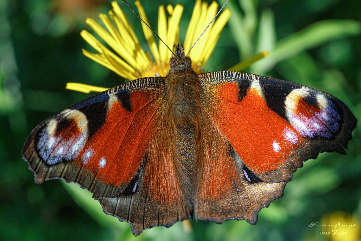 , Никитин Алексей