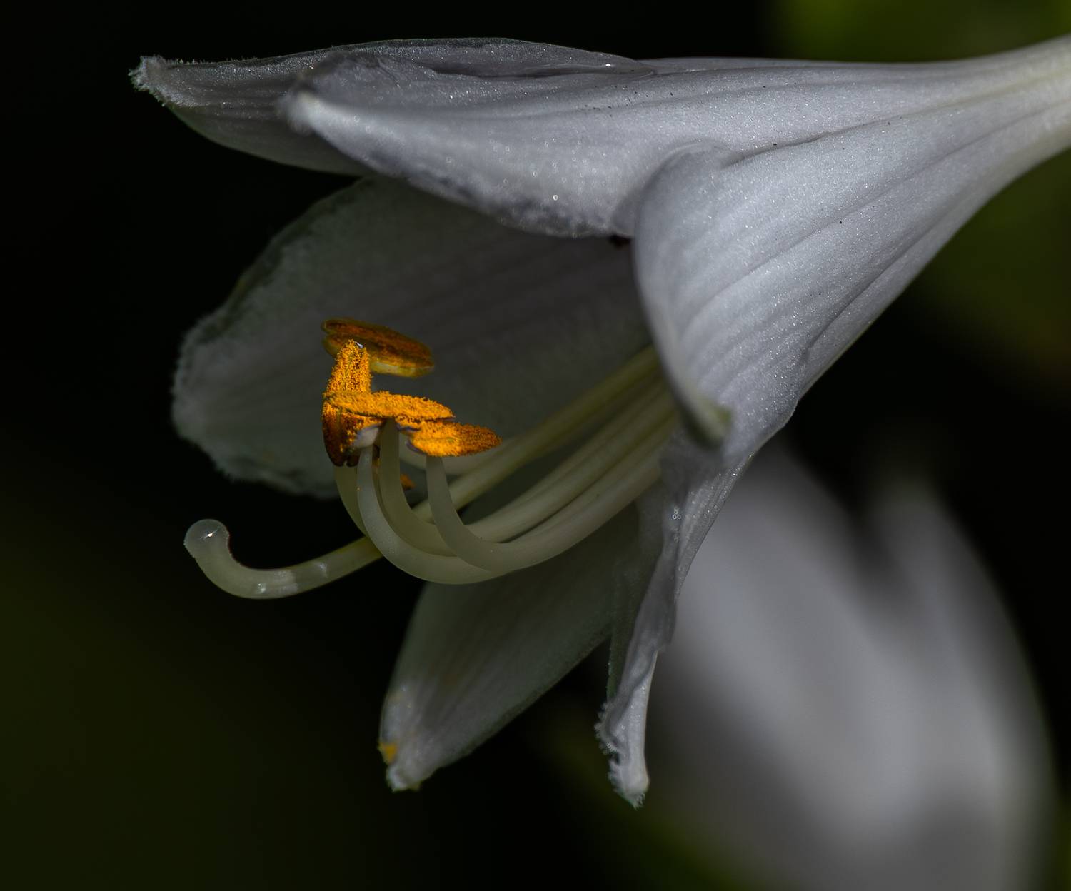 , Курлянцев Алексей