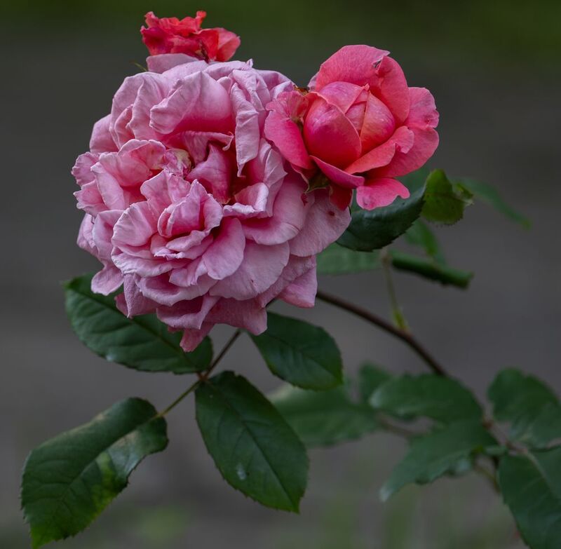 фото превью