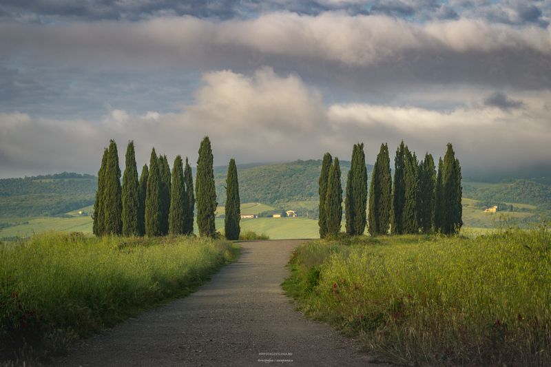 италия, тоскана, кипарисы, пейзаж, утро Собрание фото превью