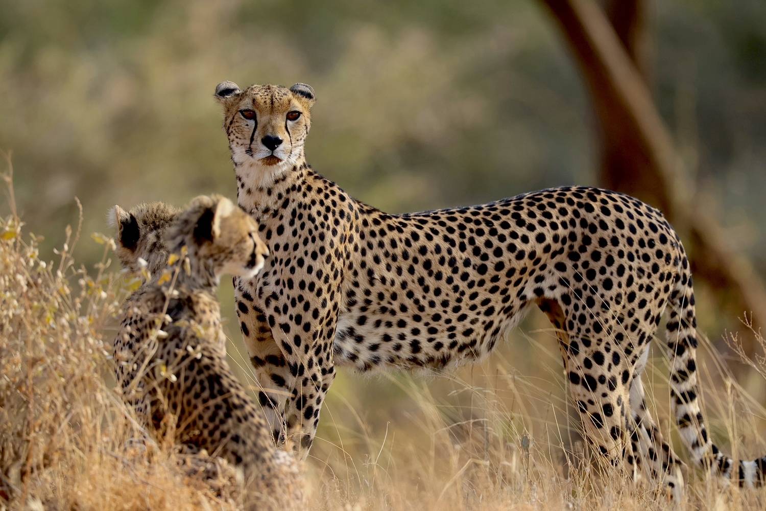 , Голубков Леонид