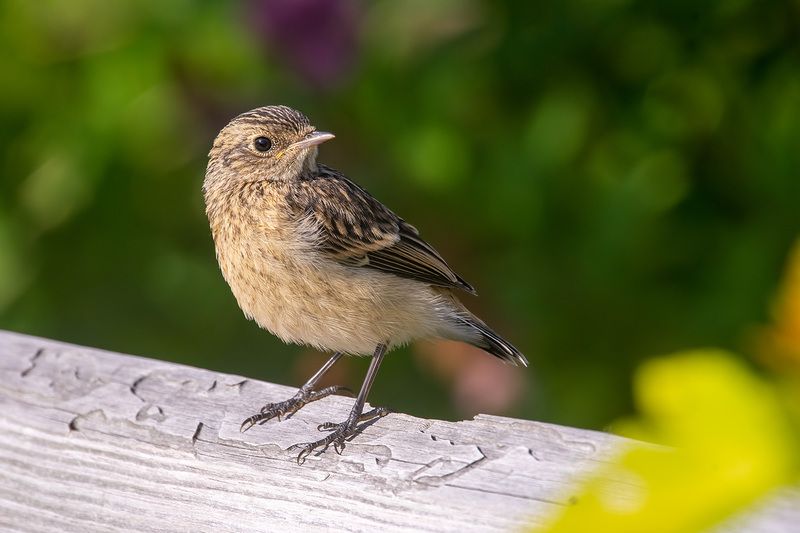 птица, лето  фото превью