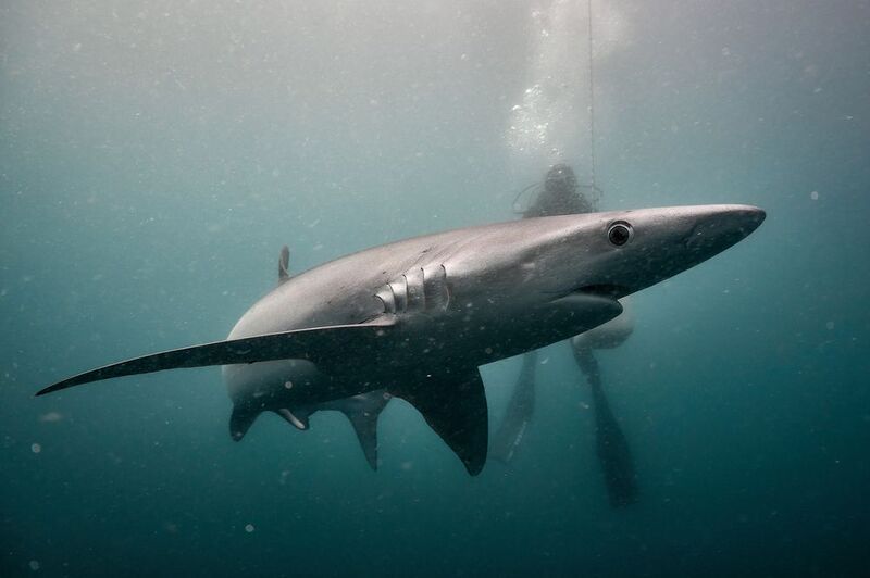 Синяя акула / Blue shark фото превью