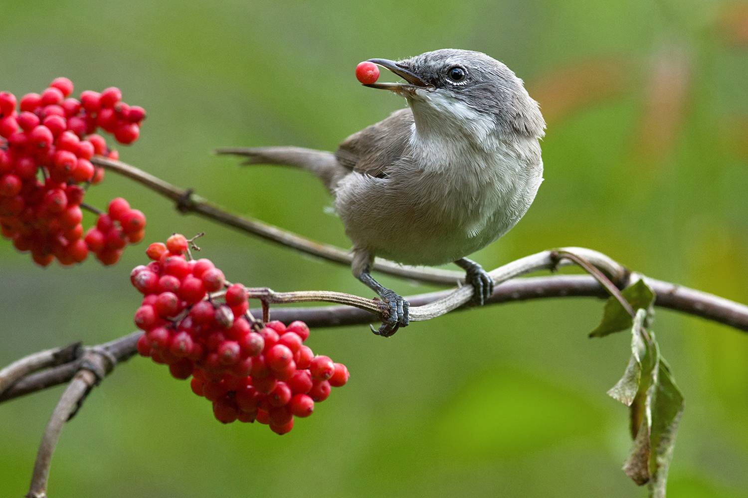 славка мельничек,бузина,обед,июль, Иван