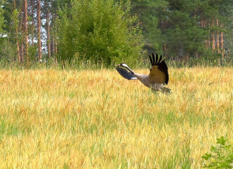 Меж высоких хлебов... фото превью