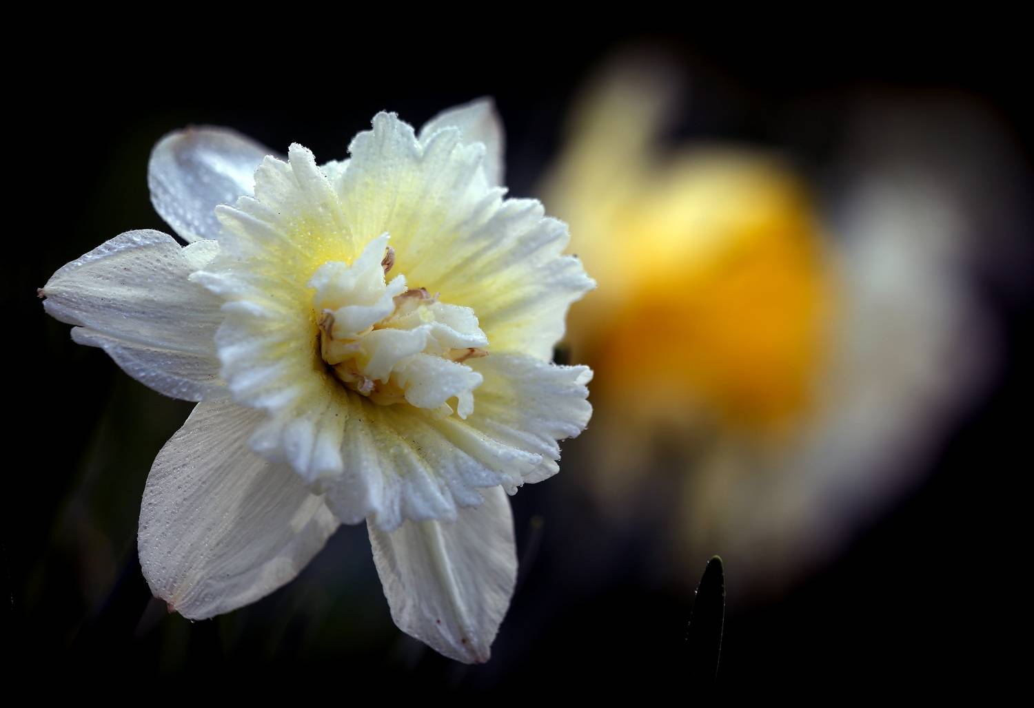 , Бибичков Михаил