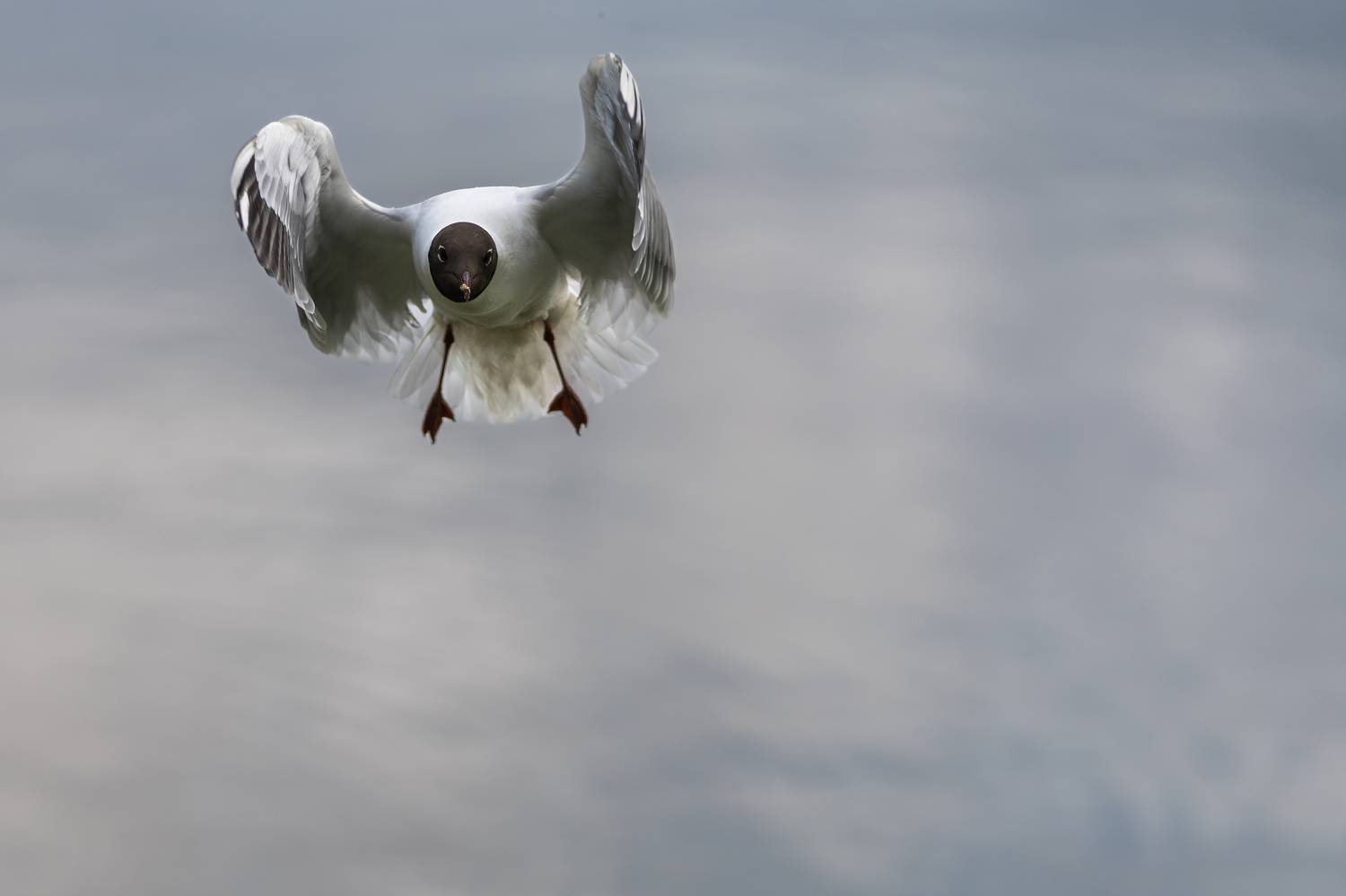 , Шимаковский Юрий