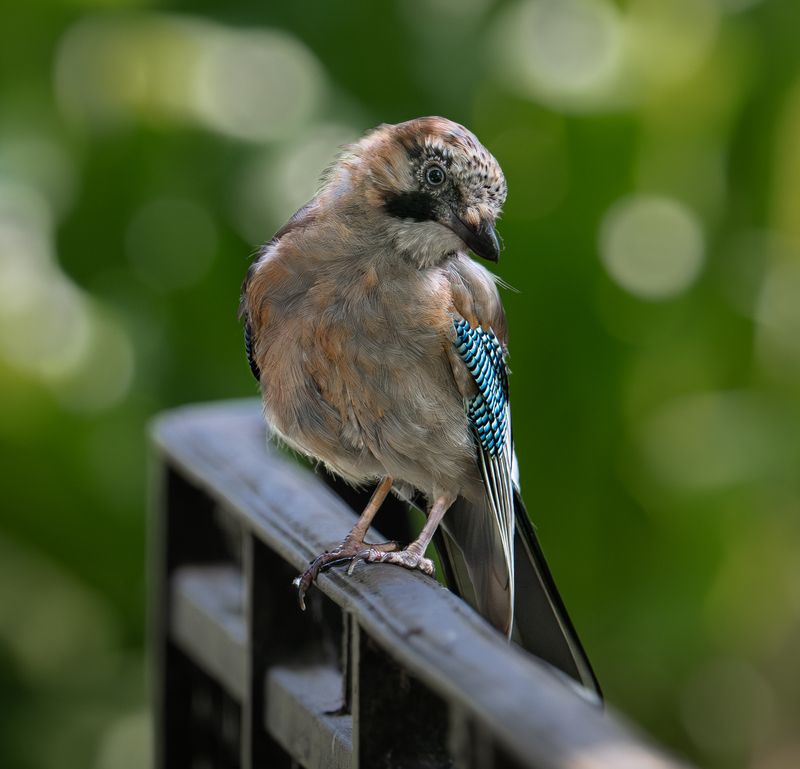 Репортаж с сойкой фото превью