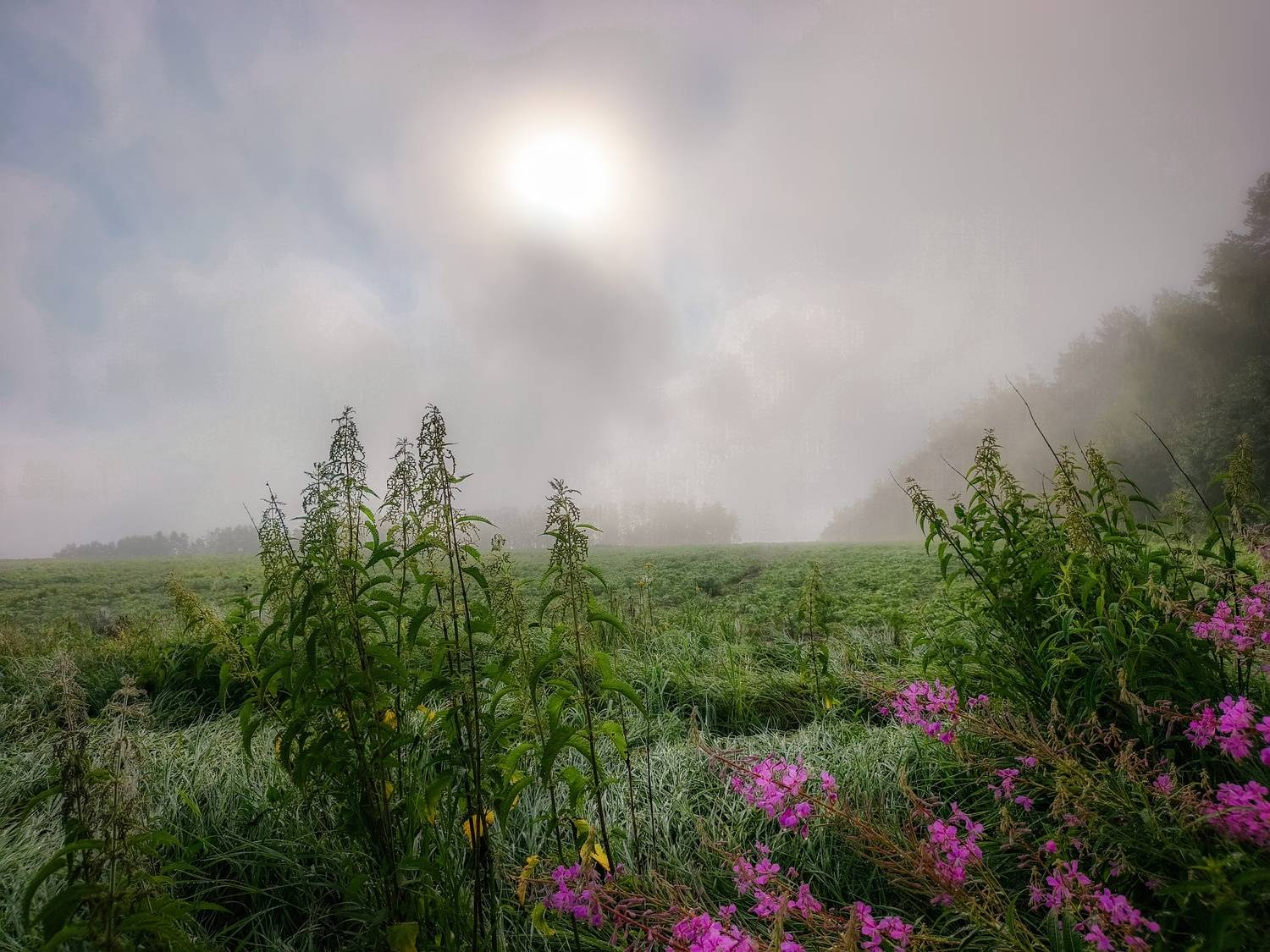 , Кондрашова Светлана