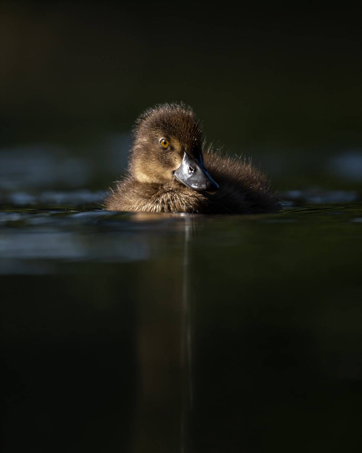 нырок, хохлатая чернеть, утенок, птицы, Руслан Pl