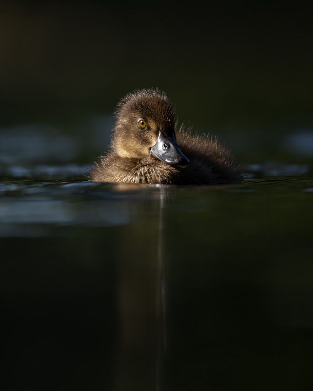 нырок, хохлатая чернеть, утенок, птицы Утенок хохлатой чернети фото превью