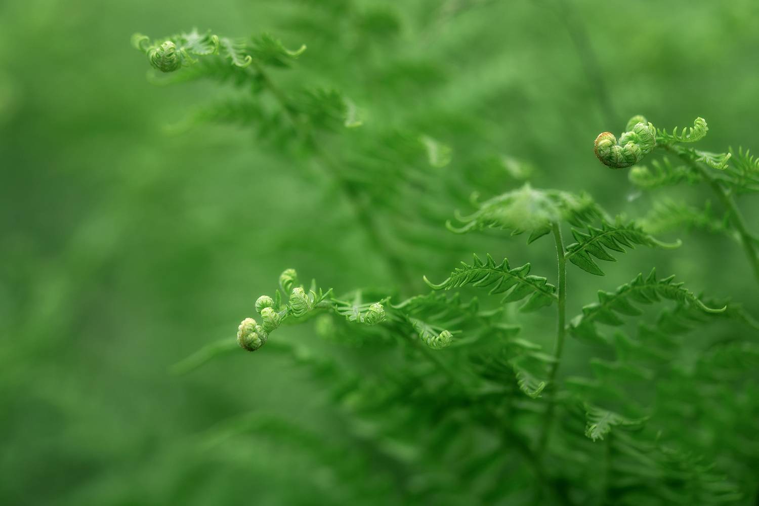 папоротник, лето, цветы, природа, зелёный, Людмила Завьялова