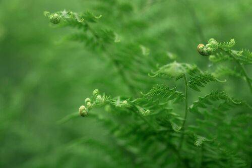 Прекрасный папоротник