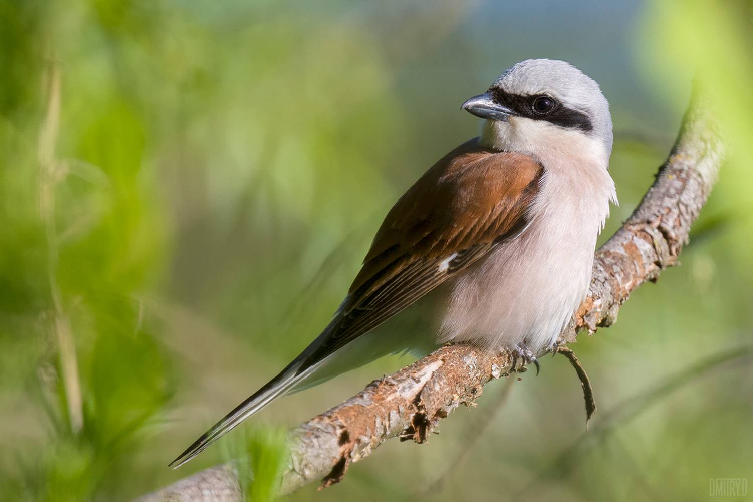 жулан,, Дмитрий Доронин