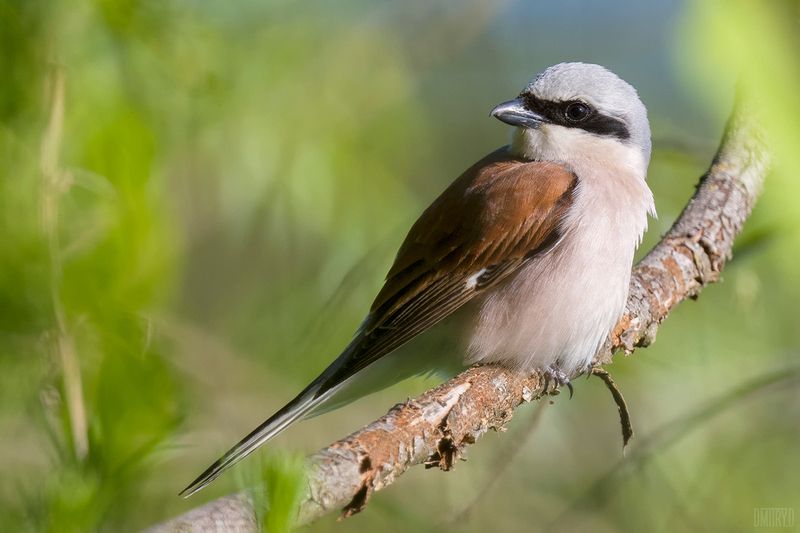 жулан, Обыкновенный жулан фото превью