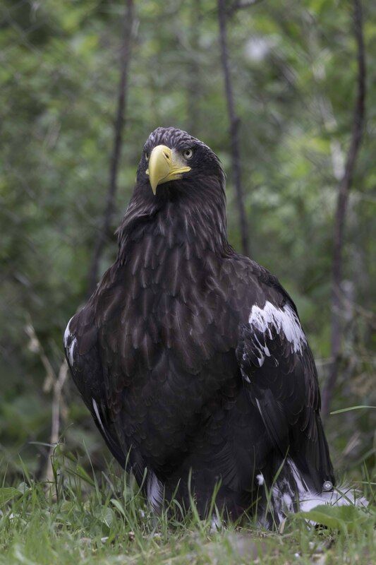 Steller\\\'s sea eagle фото превью