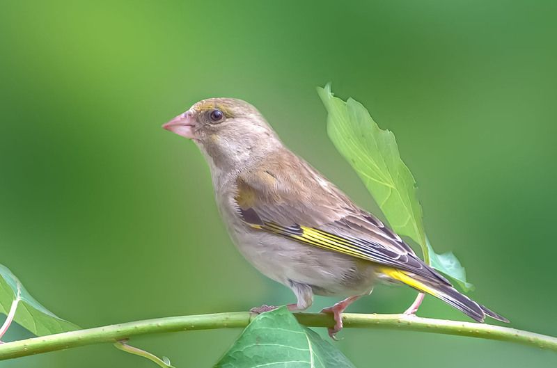 Зеленушка. фото превью