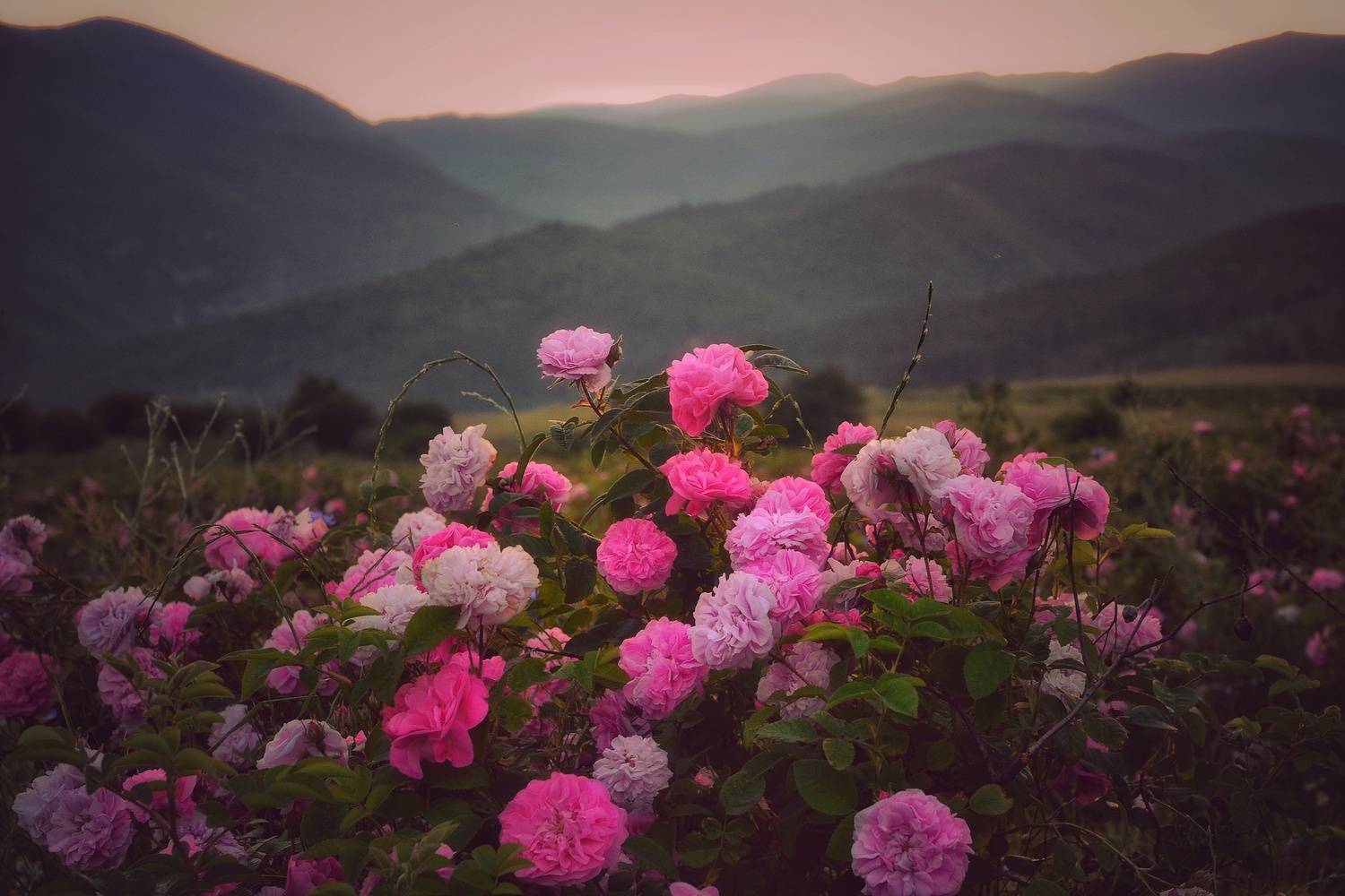 , Юлияна Стоянова