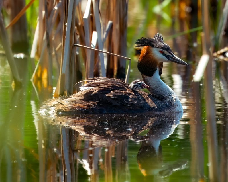 чомга, поганка, птицы сибири, бердвочинг Материнство фото превью