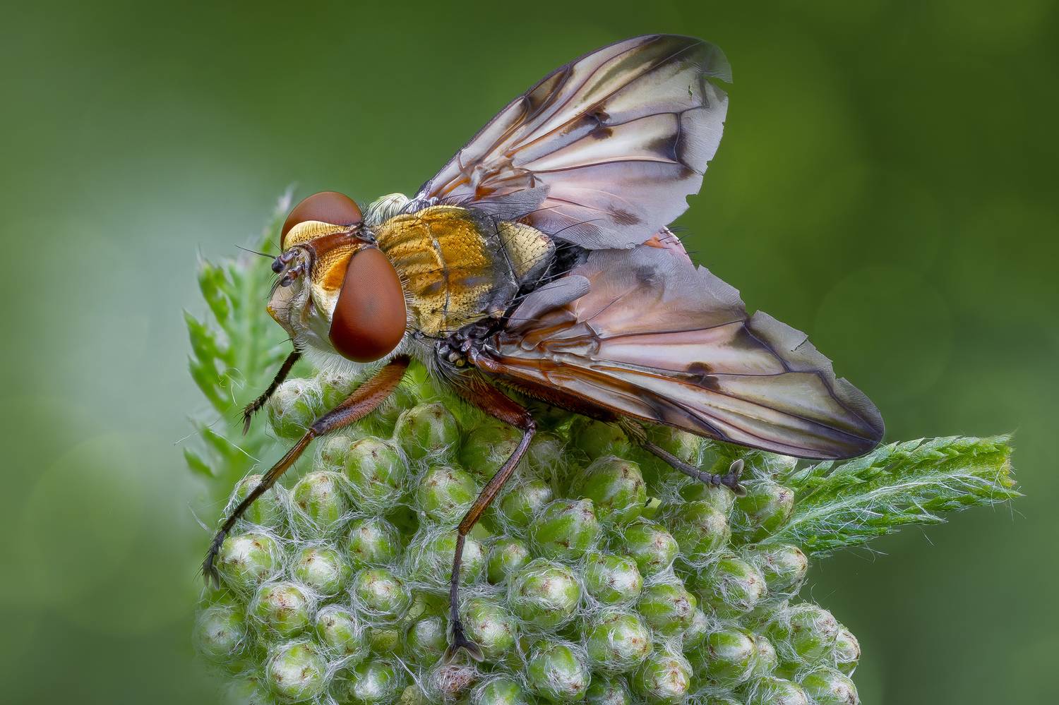 , Кузнецов Дмитрий