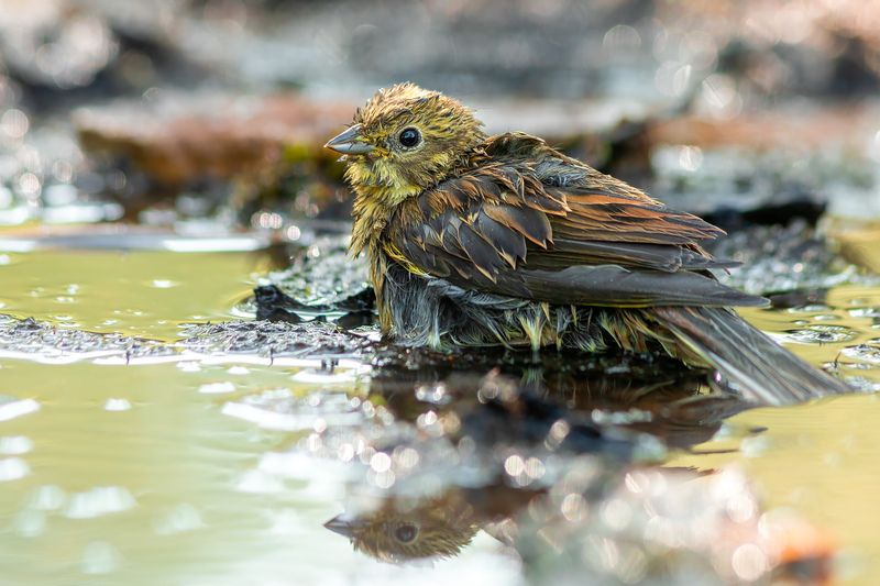 животные, птицы, природа, водопой, дикая природа, nature, wildlife, canon Утренние купания фото превью