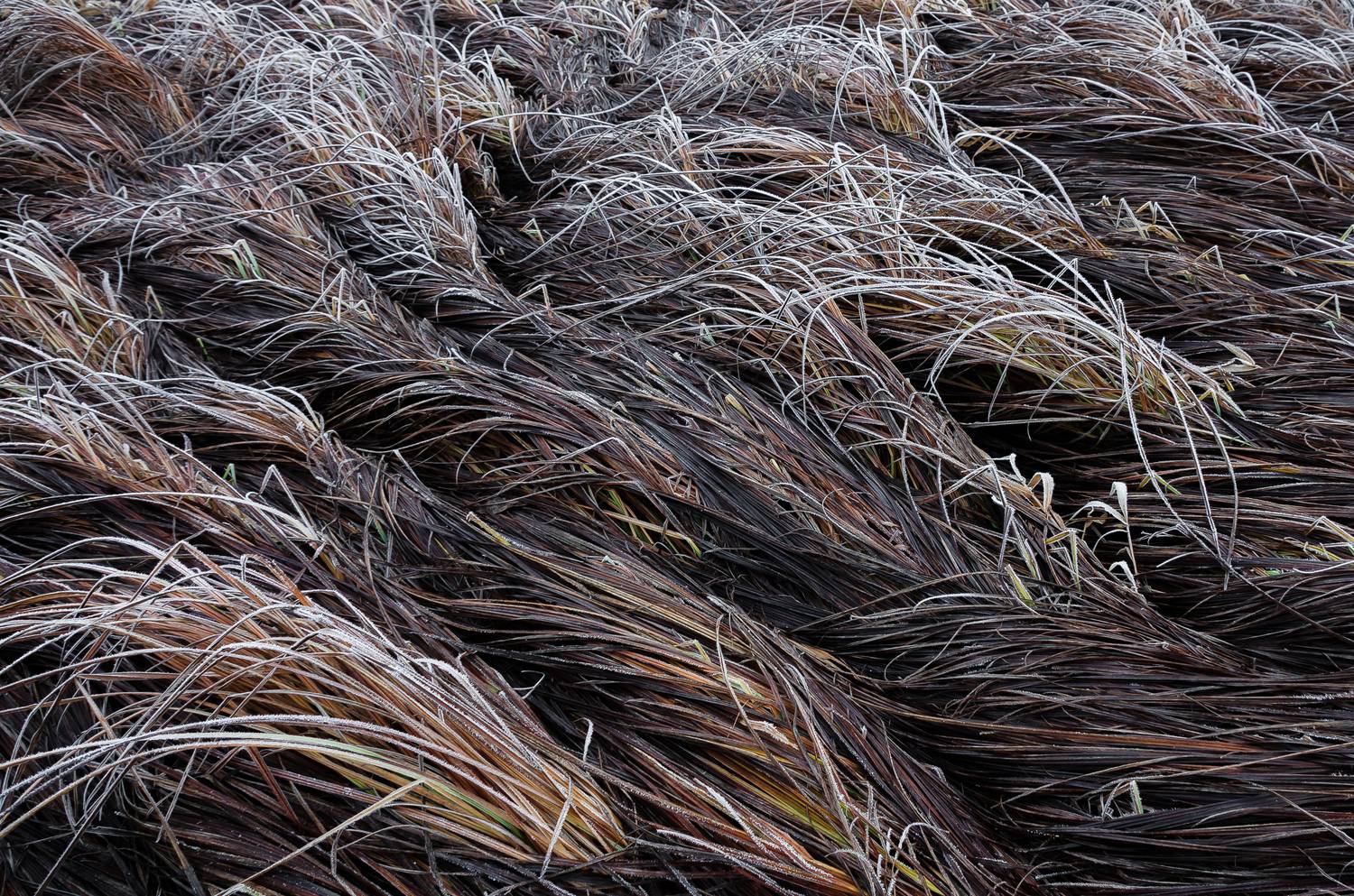 волны, трава, осень, Соварцева Ксения