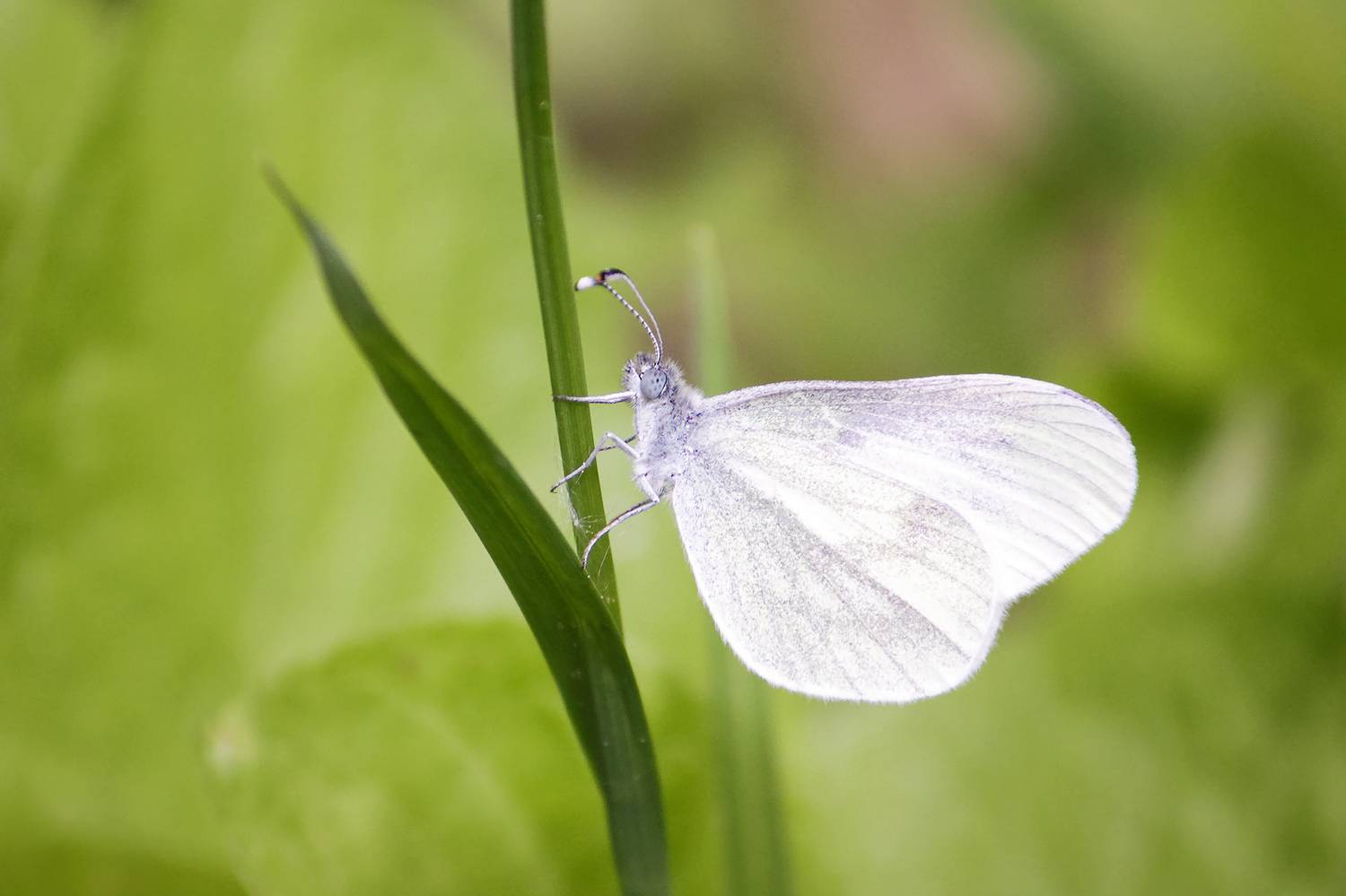 бабочка, белянка горошковая, беляночка горошковая, leptidea sinapis, КарОл