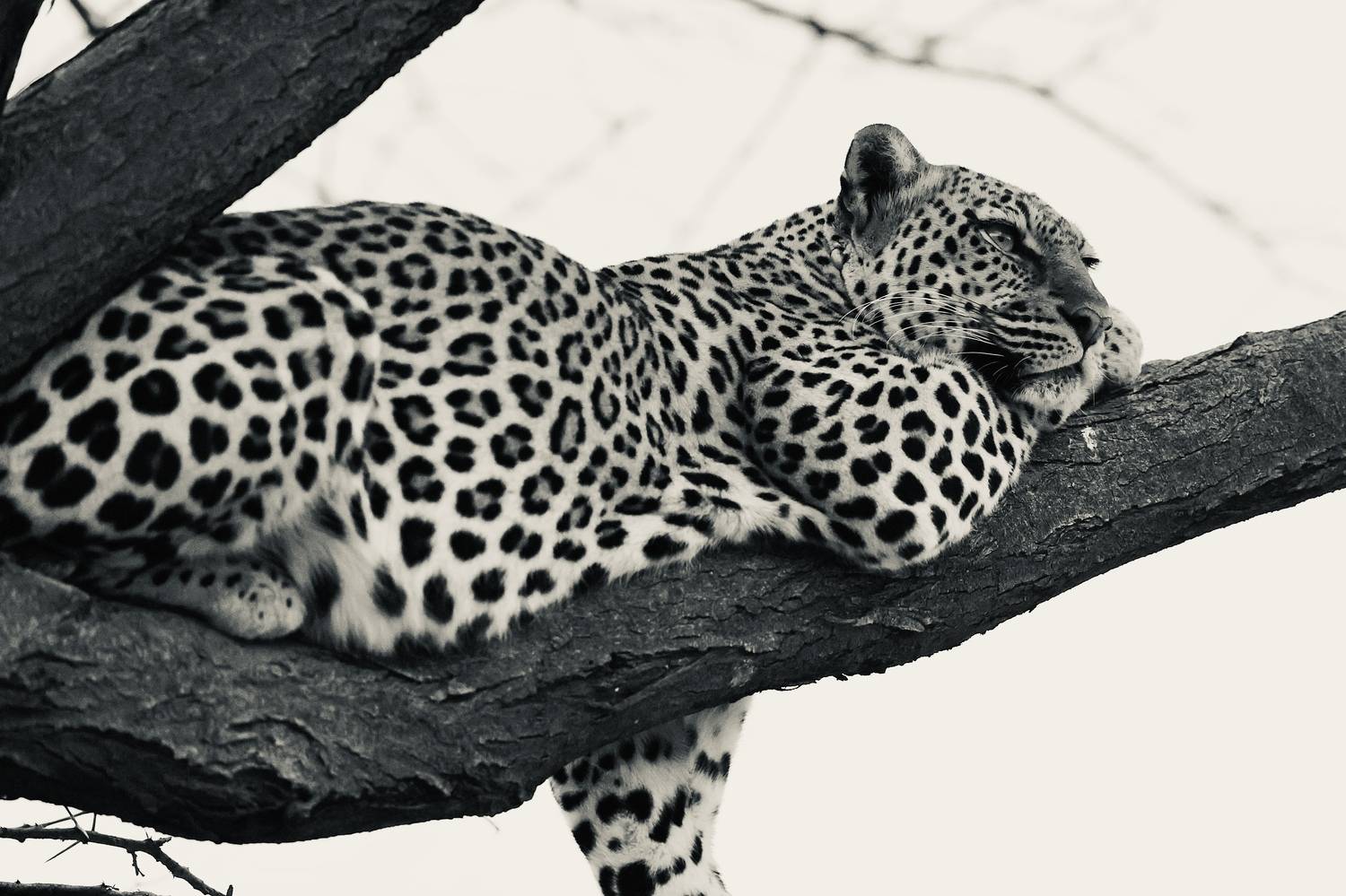 , Голубков Леонид