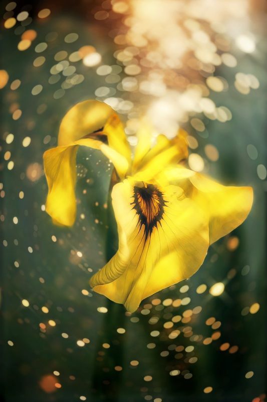 макро, macro, цветы, flowers, ирис, лето, summer Ирис фото превью