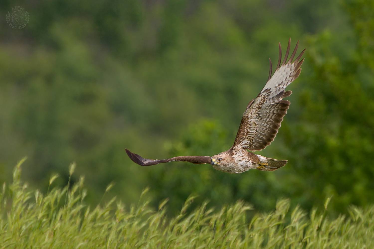 , Евгени Стефанов