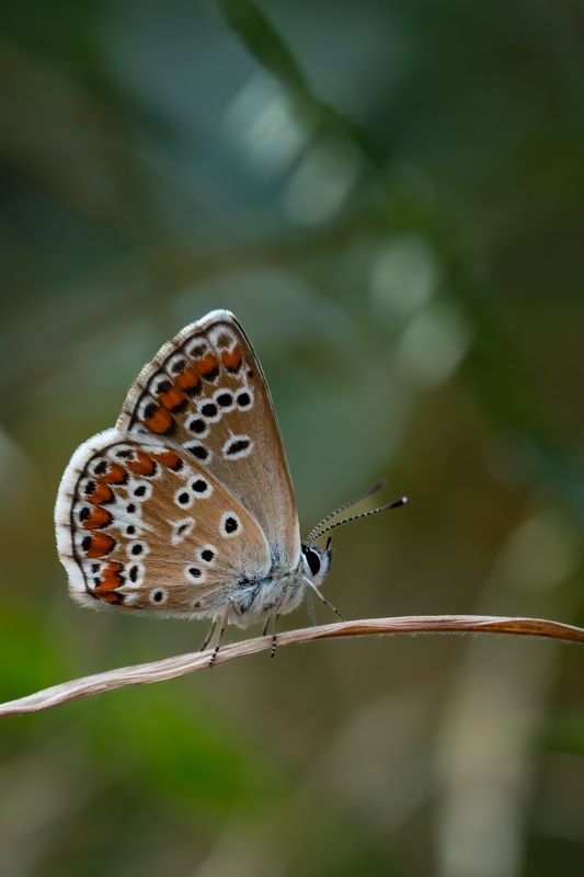 На сухой веточке фото превью