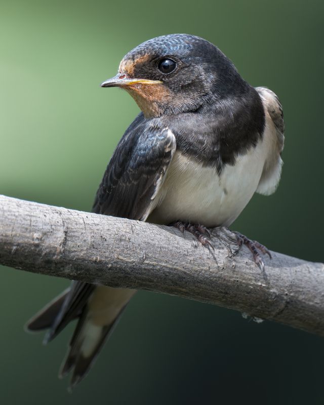 Деревенская ласточка (Hirundo rustica)  фото превью