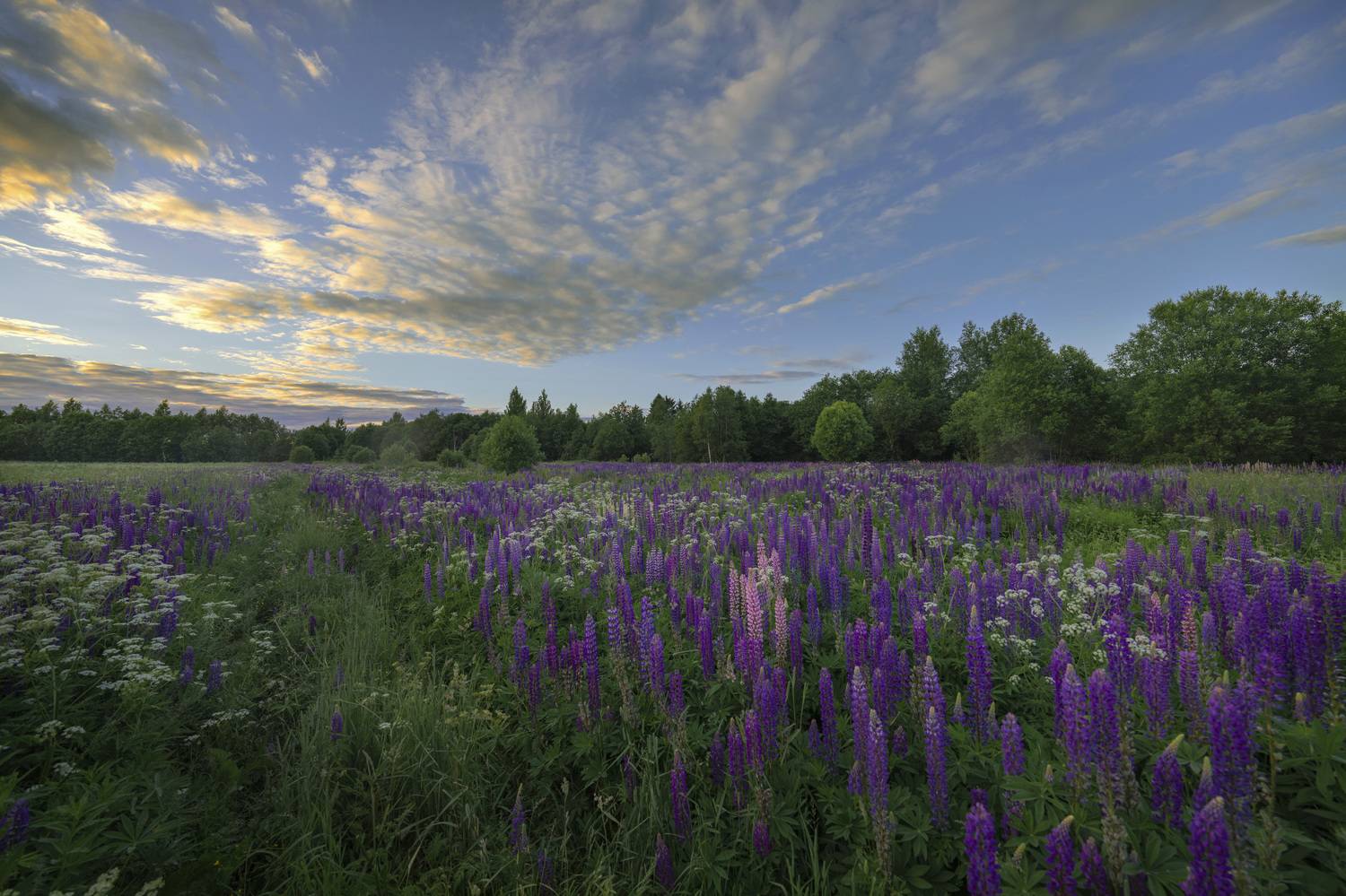 лето, люпины, пейзаж, небо, ленинградская область, Дейнекина Галина